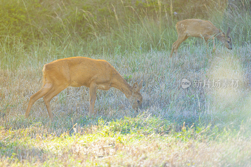 鹿(Capreolus Capreolus)在农田之间的田野路上，母子俩。Bergueda。